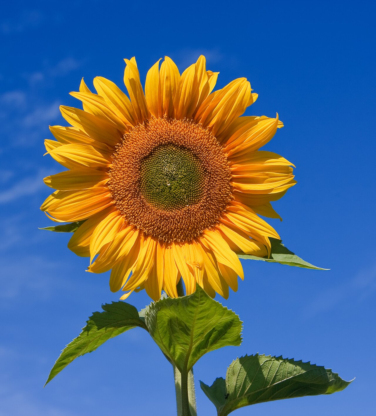 Tracing Sunflower Origins: America's Gift to European Agriculture